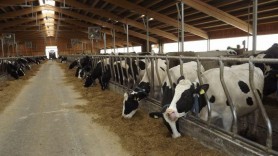 Una dintre cele mai mari ferme de vaci din Moldova, la un pas de a se închide